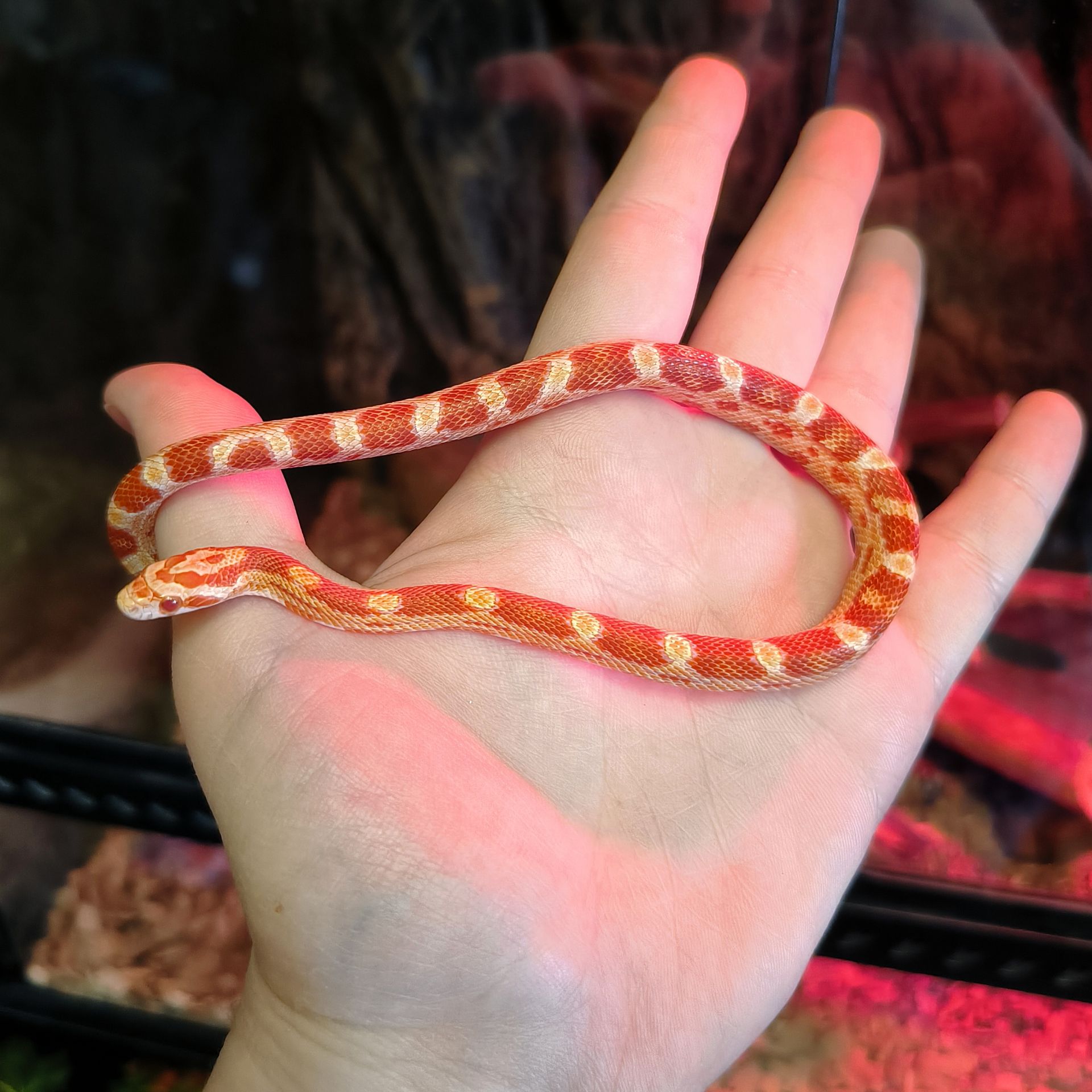 Маїсовий полоз амеланіст, amel (amelanistic)