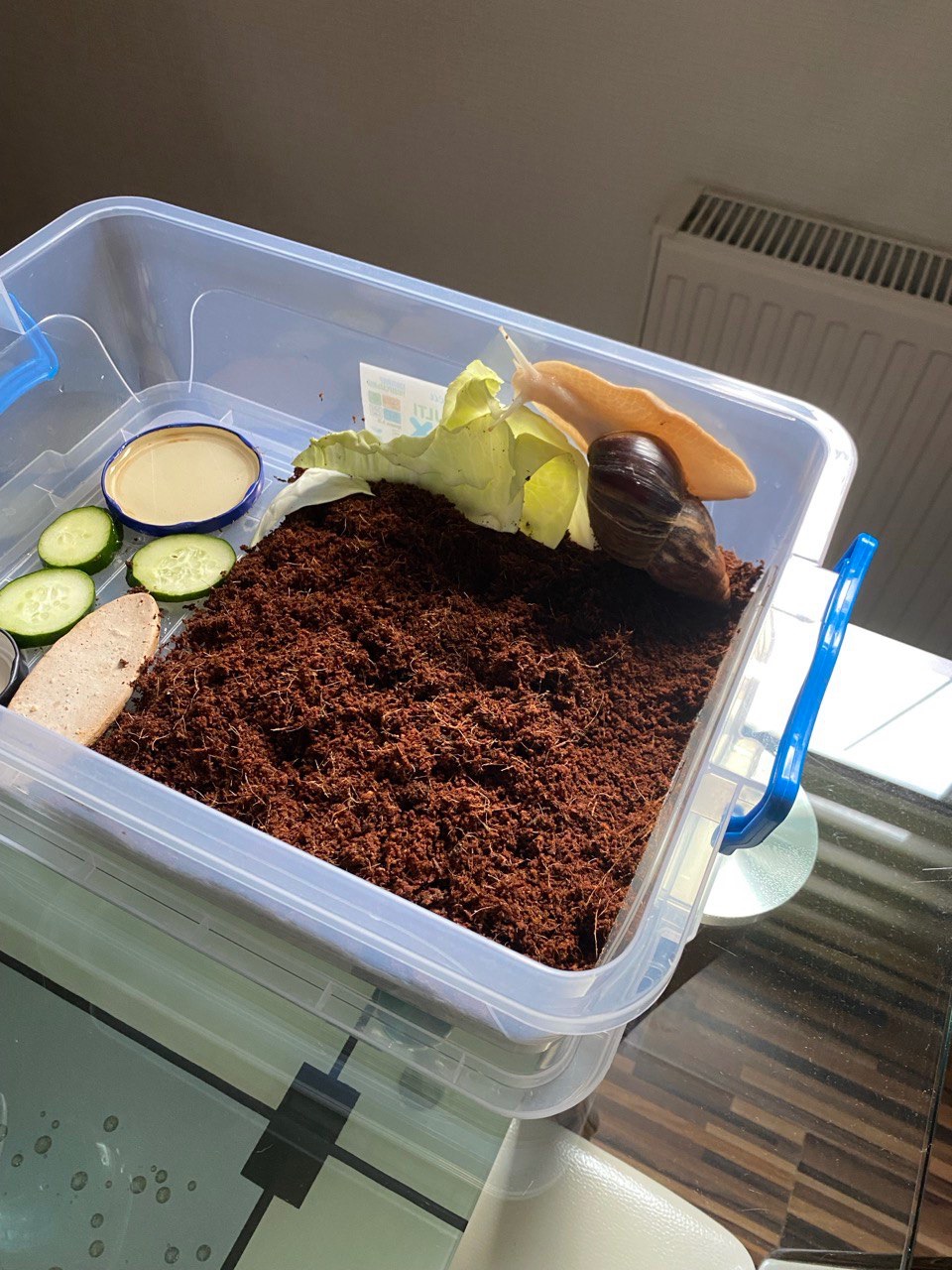 Ахатина Ретикулята Альбіно приручений до рук