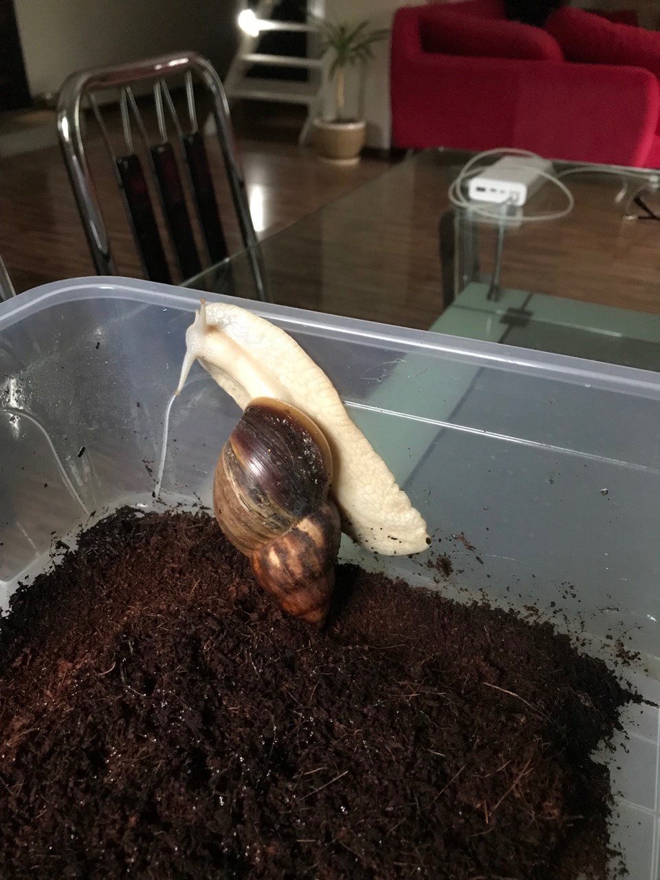 Ахатина Ретикулята Альбіно приручений до рук