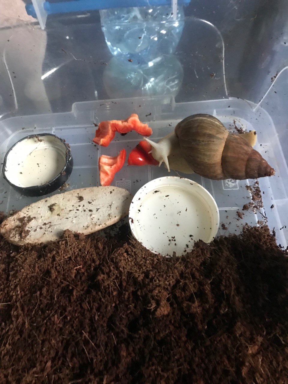 Ахатина Ретикулята Альбіно приручений до рук