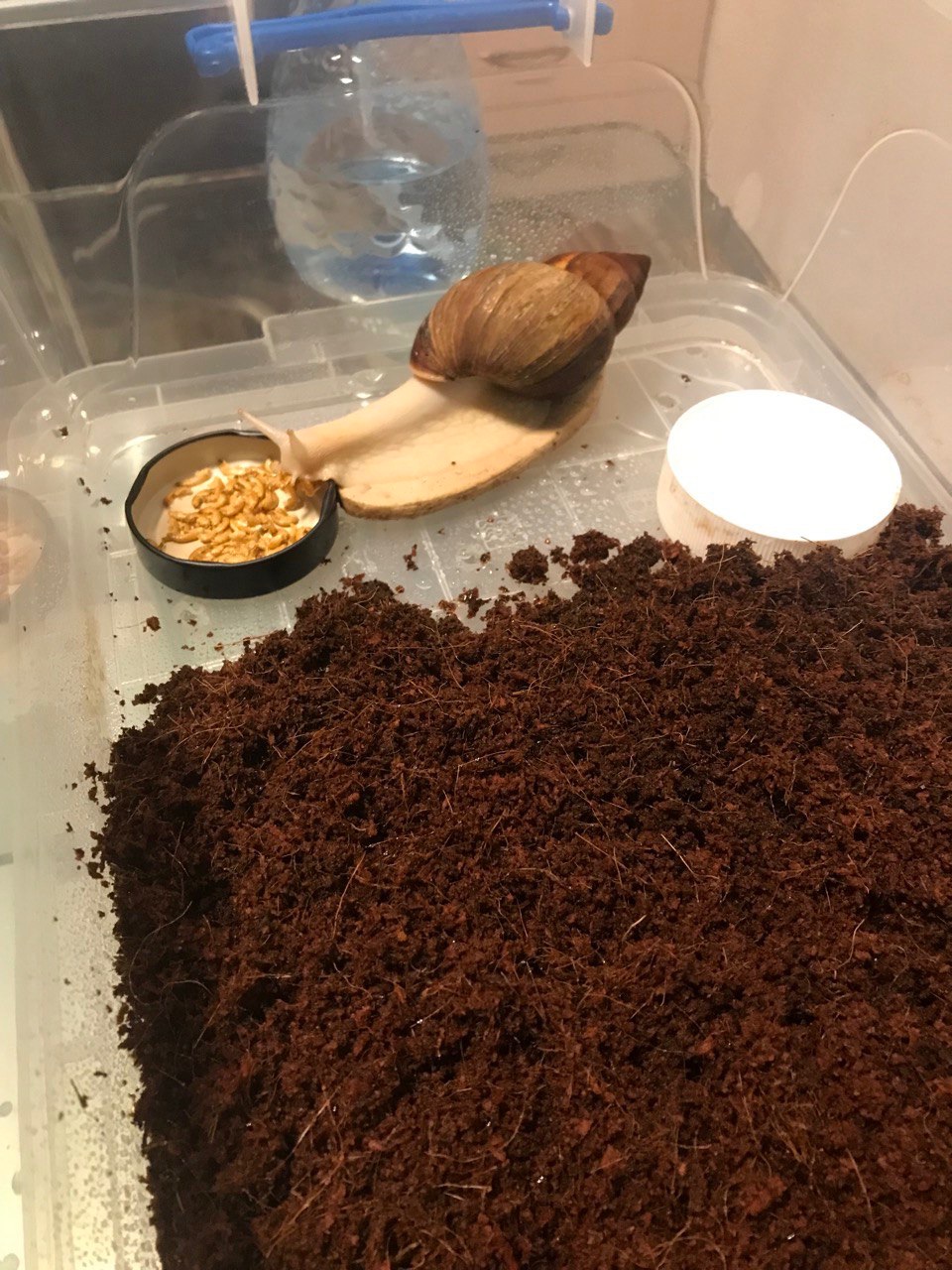 Ахатина Ретикулята Альбіно приручений до рук