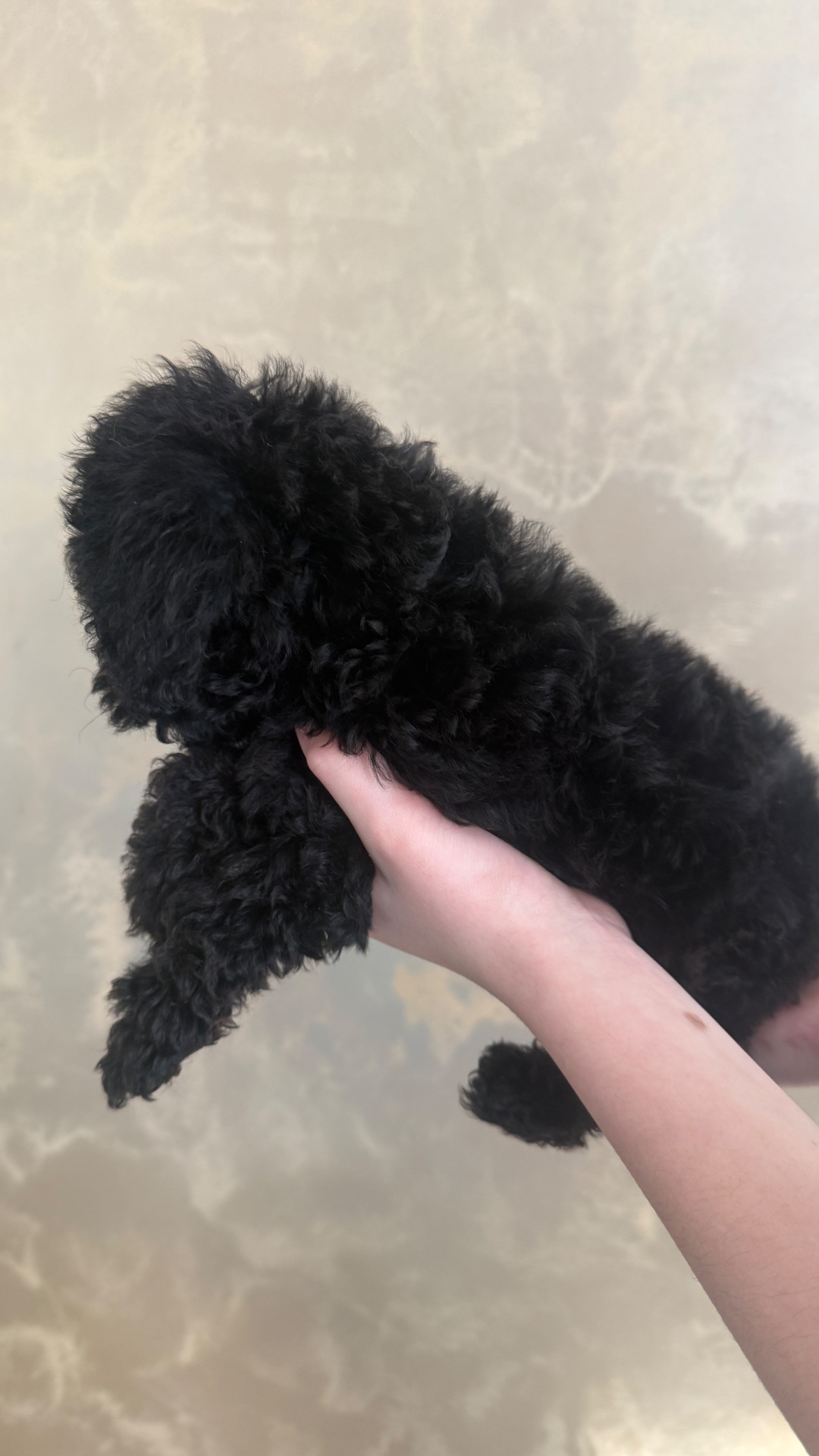 Цуценя той пудель