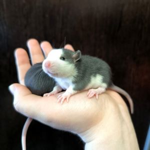 Дуже ручні дівчата пацючки, щури
