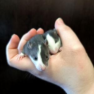 Дуже ручні дівчата пацючки, щури