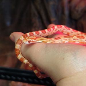 Маїсовий полоз амеланіст, amel (amelanistic)