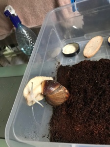 Ахатина Ретикулята Альбіно приручений до рук