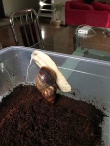 Ахатина Ретикулята Альбіно приручений до рук