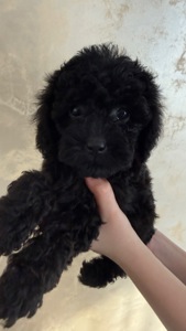 Цуценя той пудель