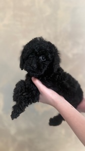 Цуценя той пудель