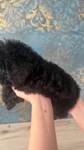 Цуценя той пудель