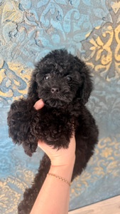 Цуценя той пудель