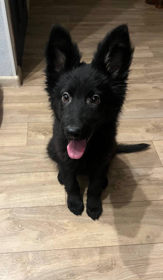 Продаються цуценята німецької вівчарки