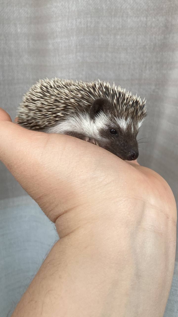 Африканський карликовий їжачок. Хлопець