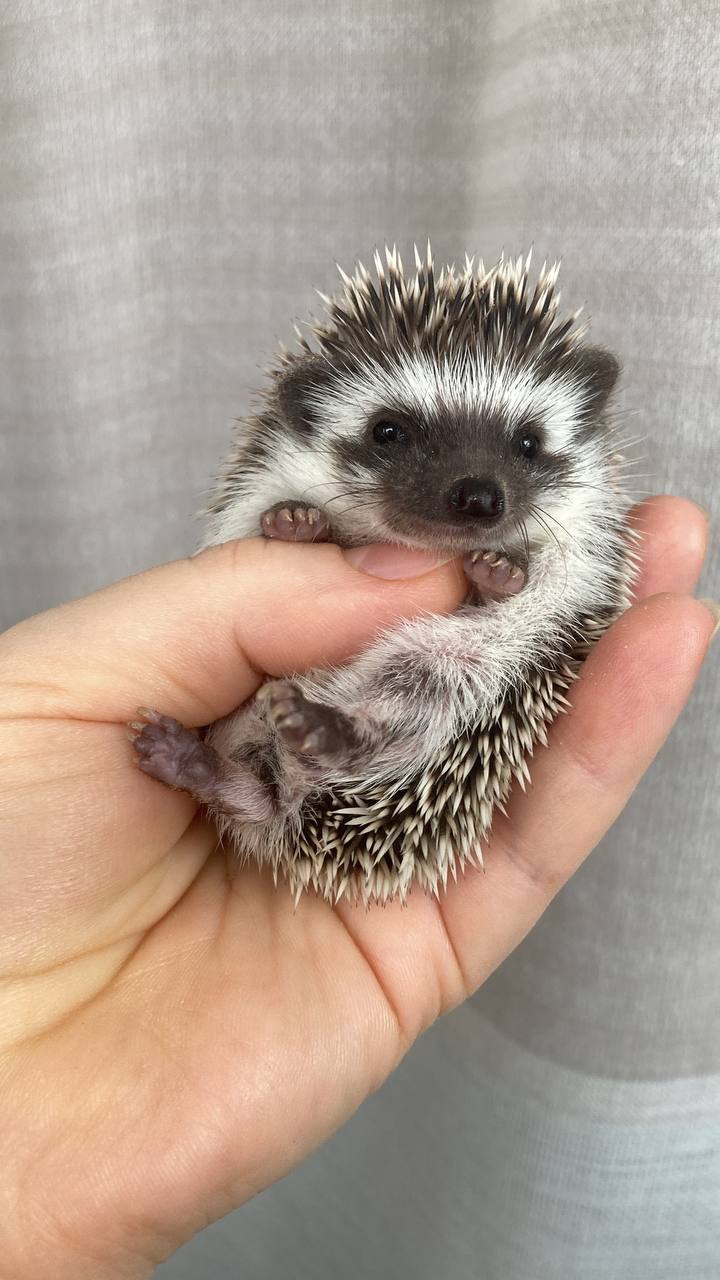 Африканський карликовий їжачок. Хлопець