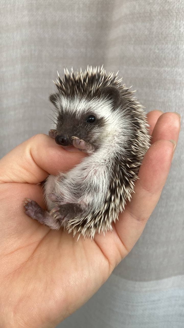 Африканський карликовий їжачок. Хлопець