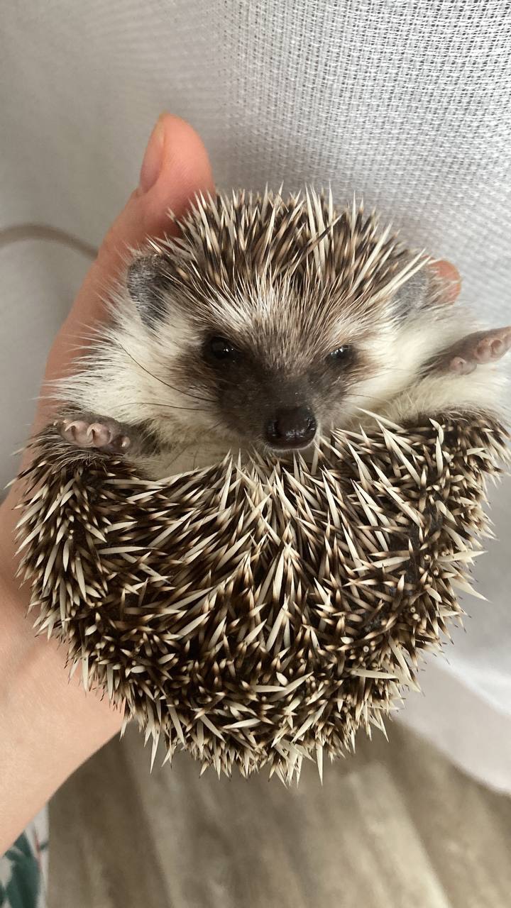 Африканський карликовий їжачок. Самичка