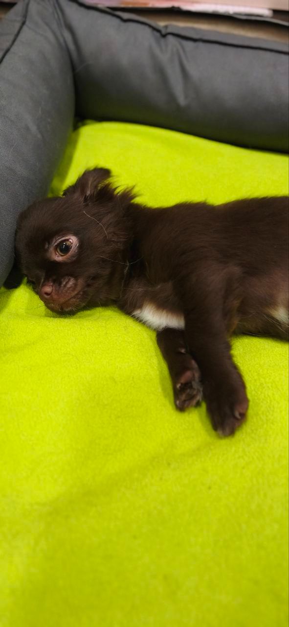 Чарівна трійка шоколадних хлопчиків 03.10.2025