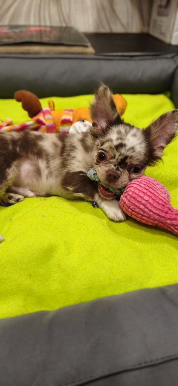 малюк-хлопчик лілового-мерль забарвлення