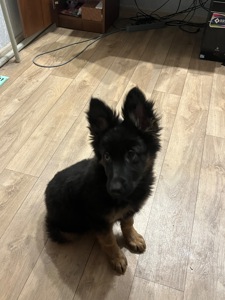 Продаються цуценята німецької вівчарки