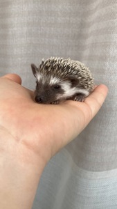 Африканський карликовий їжачок. Хлопець