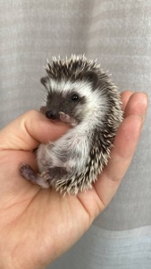 Африканський карликовий їжачок. Хлопець