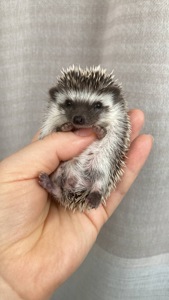 Африканський карликовий їжачок. Хлопець