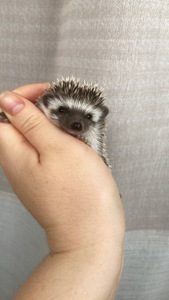 Африканський карликовий їжачок. Хлопець