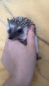 Африканський карликовий їжачок. Самичка