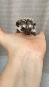 Африканський карликовий їжачок. Хлопець