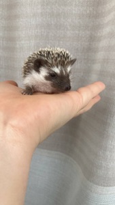 Африканський карликовий їжачок. Хлопець