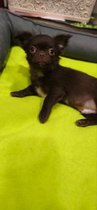 Чарівна трійка шоколадних хлопчиків 03.10.2025