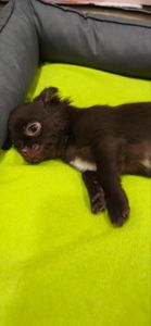 Чарівна трійка шоколадних хлопчиків 03.10.2025