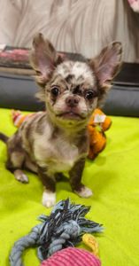 малюк-хлопчик лілового-мерль забарвлення