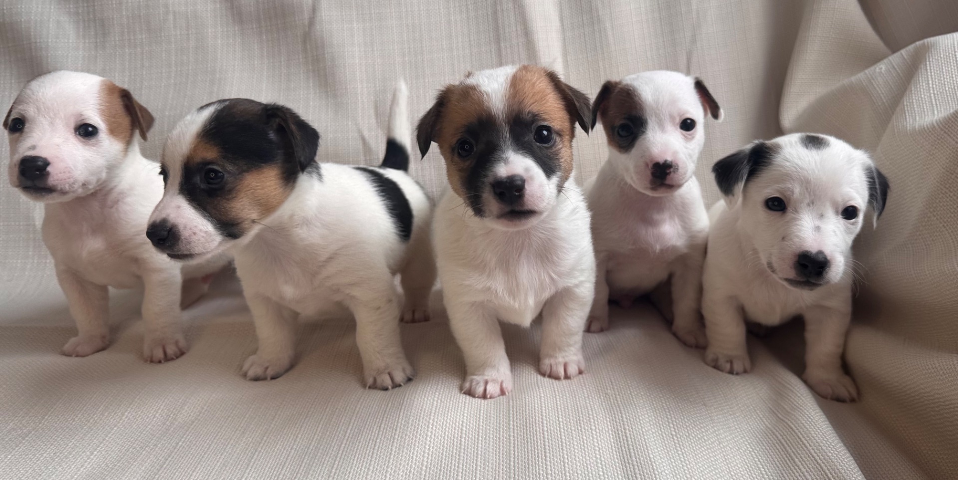 Цуценята Джек Рассел Терьер