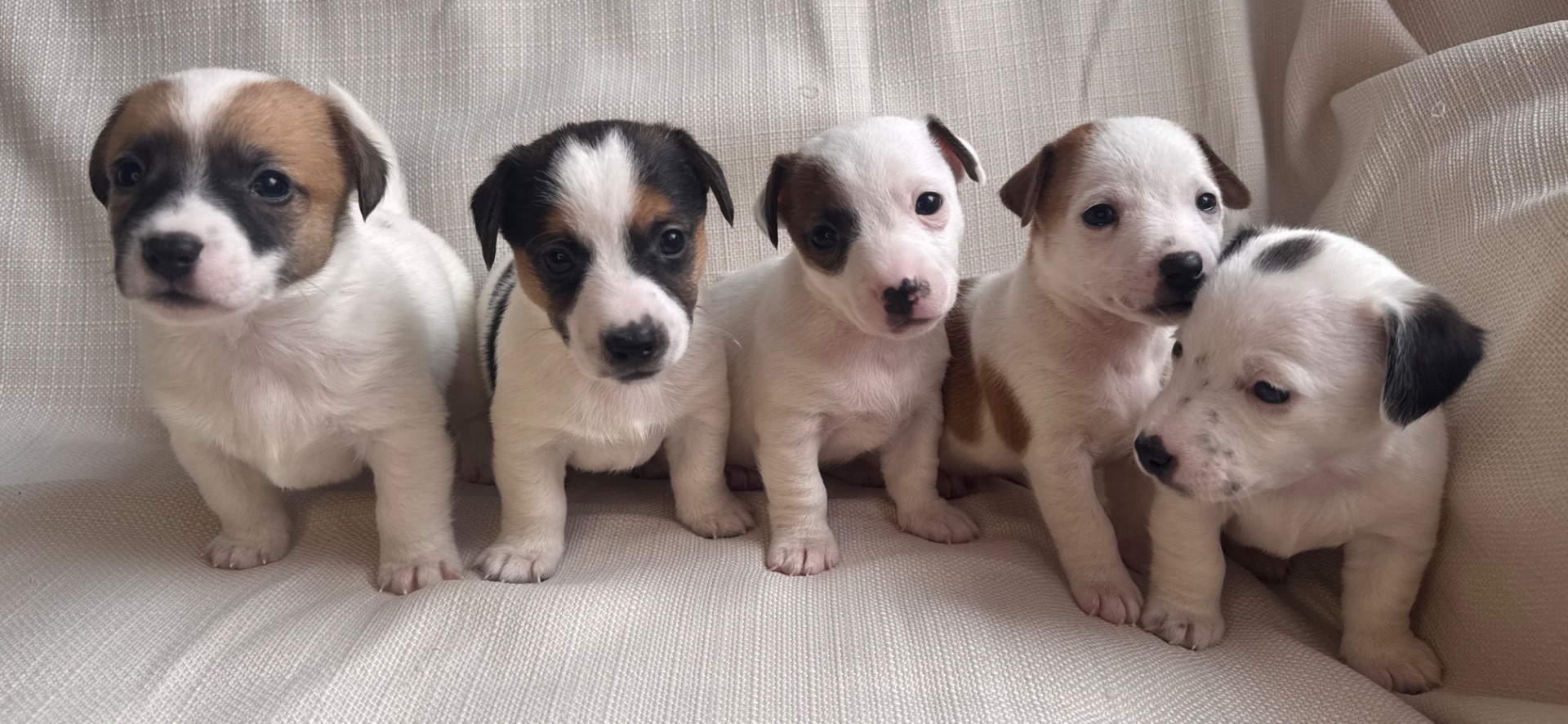 Цуценята Джек Рассел Терьер