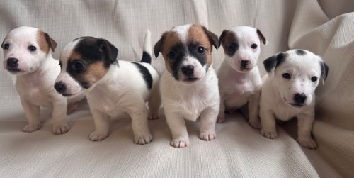 Цуценята Джек Рассел Терьер