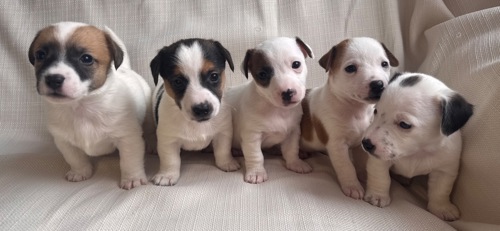 Цуценята Джек Рассел Терьер