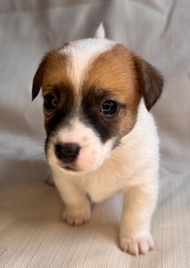 Цуценята Джек Рассел Терьер