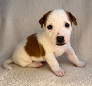 Цуценята Джек Рассел Терьер