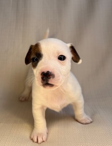 Цуценята Джек Рассел Терьер