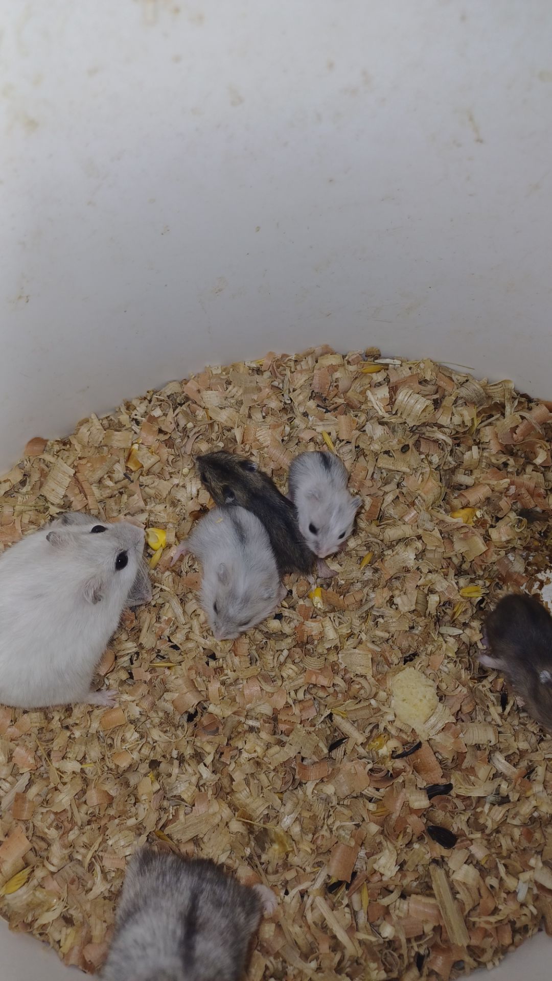 Джунгарский хомяк