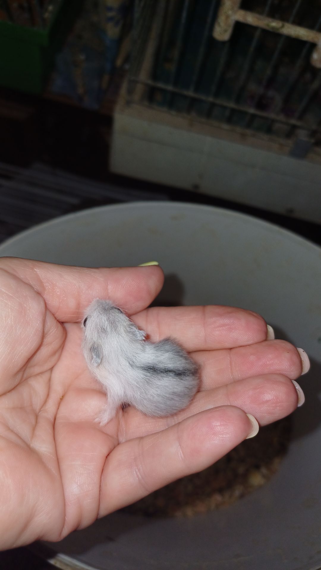 Джунгарский хомяк