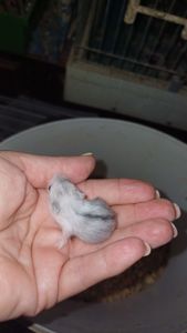 Джунгарский хомяк