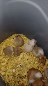 Сирийские хомячки