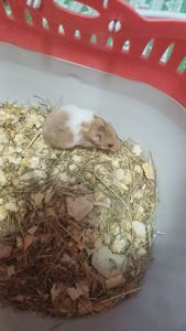 Сирийские хомячки