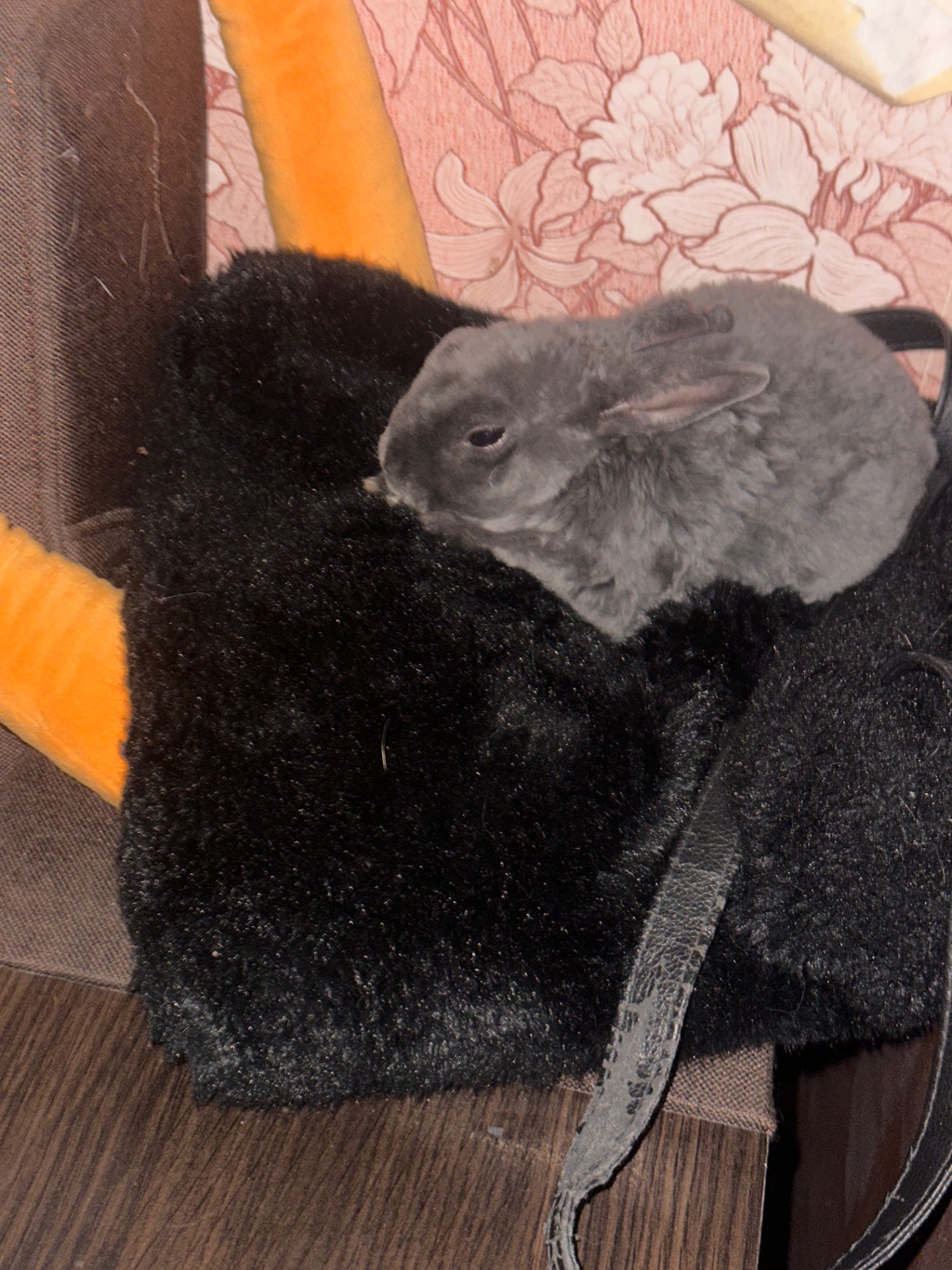 Микро мини кролик Рекс голубого окраса карликовый мини Рекс