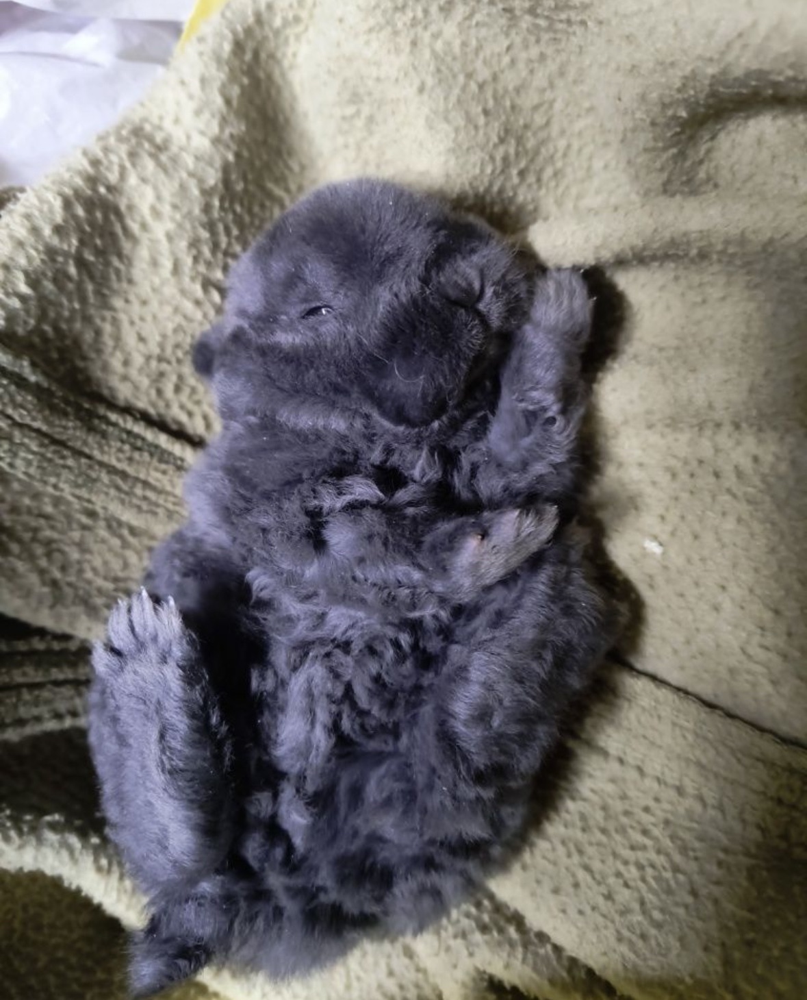 Микро мини кролик Рекс голубого окраса карликовый мини Рекс