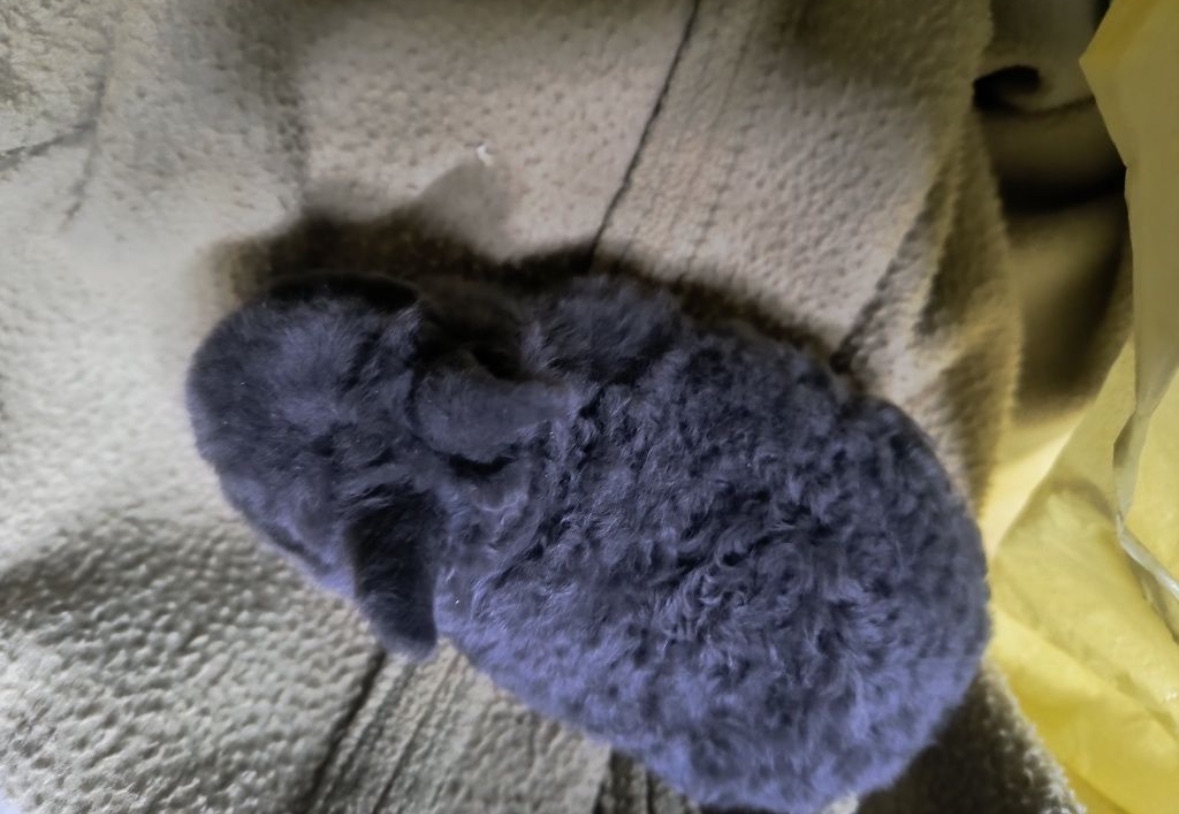 Микро мини кролик Рекс голубого окраса карликовый мини Рекс