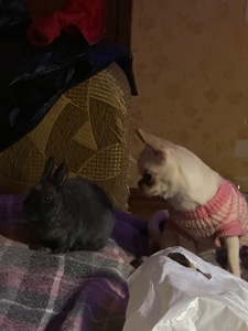 Микро мини кролик Рекс голубого окраса карликовый мини Рекс