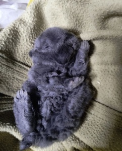 Микро мини кролик Рекс голубого окраса карликовый мини Рекс